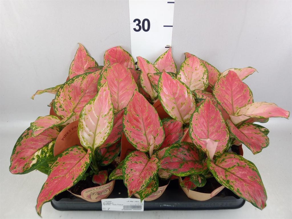 Горшечные цветы и растения оптом Aglaonema Comm. zebra Feathers от 14шт (для телеги) из Голландии с доставкой по России