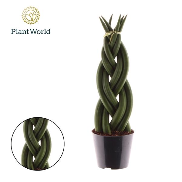 Горшечные цветы и растения оптом Sansevieria Cylindrica Twist от 12шт (для телеги) из Голландии с доставкой по России