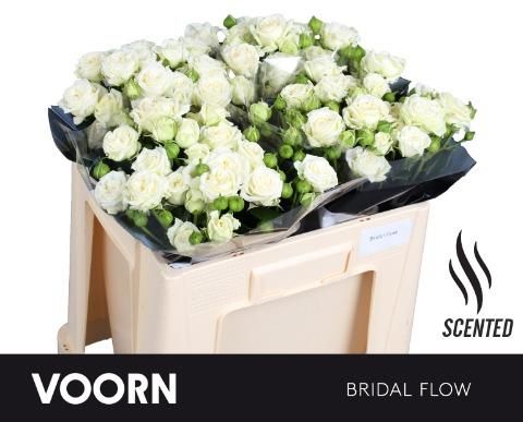 Срезанные цветы оптом Rosa sp bridal flow от 30шт из Голландии с доставкой по России