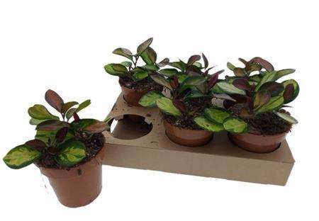 Горшечные цветы и растения оптом Hoya Lisa 3pp от 6шт из Голландии с доставкой по России