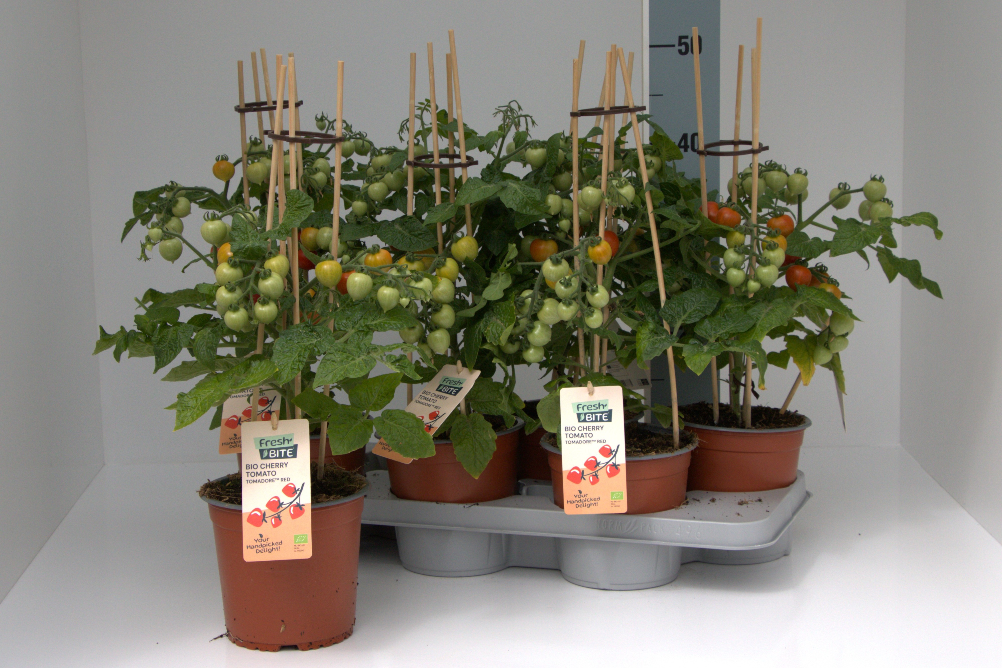 Горшечные цветы и растения оптом Tomatenplanten от 6шт из Голландии с доставкой по России