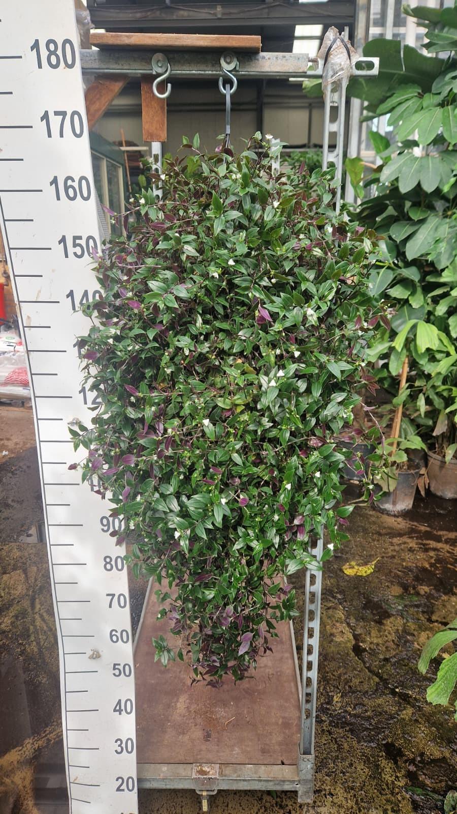 Горшечные цветы и растения оптом Tradescantia Hangplant Xl от 1шт из Голландии с доставкой по России
