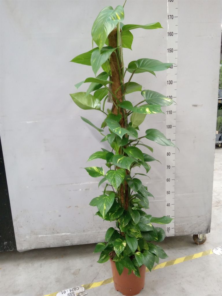 Горшечные цветы и растения оптом Epipremnum Pinn.   ...moss Stick от 1шт из Голландии с доставкой по России