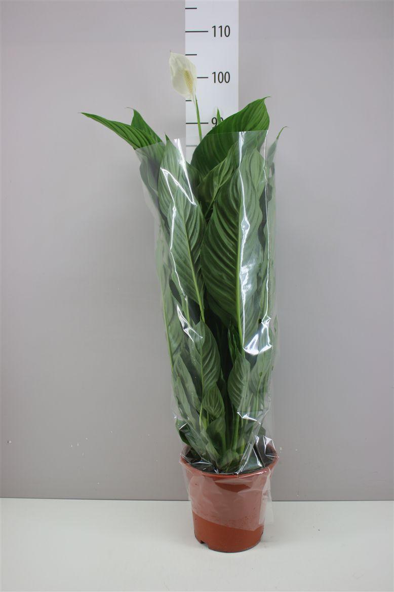Горшечные цветы и растения оптом Spathiphyllum Sweet Lauretta от 1шт из Голландии с доставкой по России