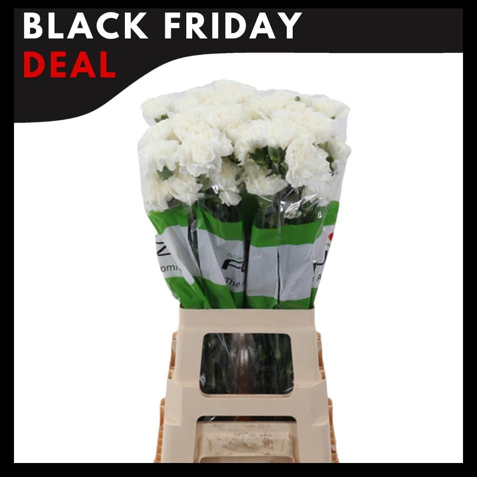 Срезанные цветы оптом Dianthus st delphi от 80шт из Голландии с доставкой по России