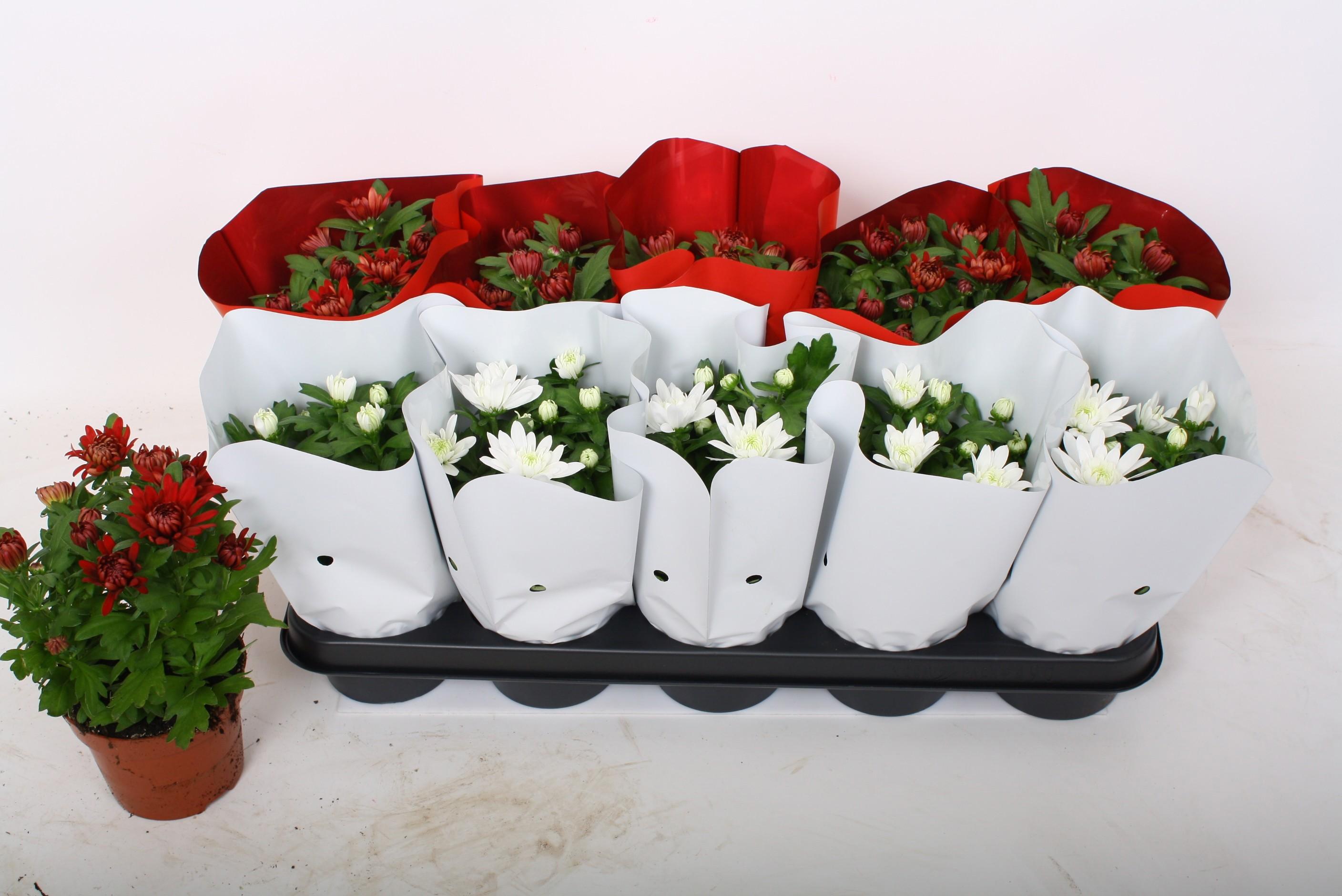 Горшечные цветы и растения оптом Chrys Gem 2 Kl Bloem от 10шт из Голландии с доставкой по России