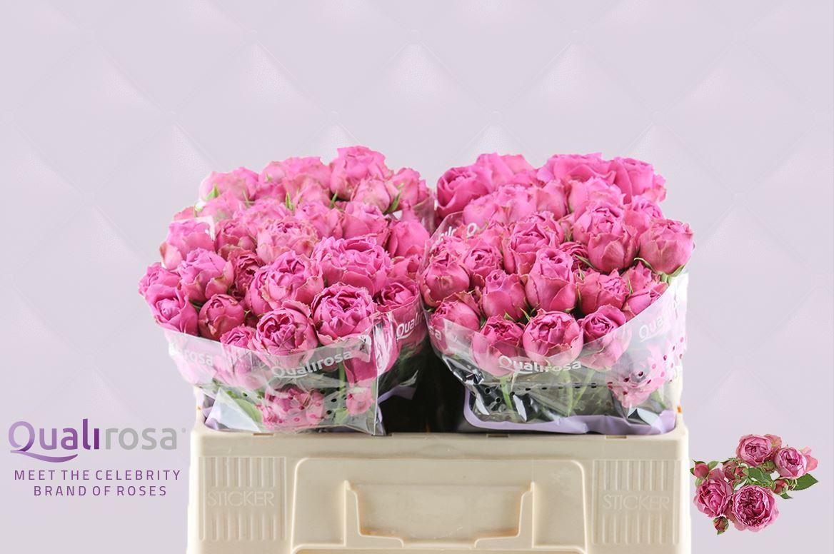 Срезанные цветы оптом Rosa spray misty bubbles от 40шт из Голландии с доставкой по России