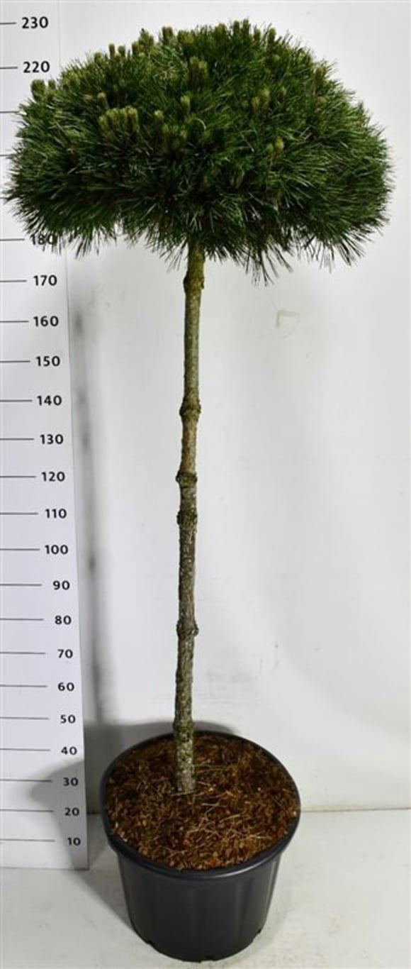 Горшечные цветы и растения оптом Pinus Nigra pierrick Bregeon от 1шт из Голландии с доставкой по России