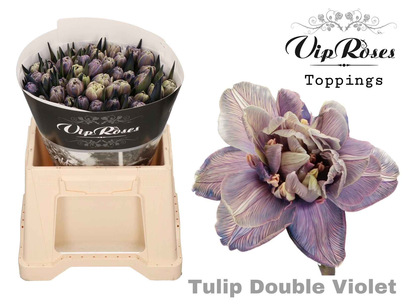 Срезанные цветы оптом Tulipa do paint double violet от 50шт из Голландии с доставкой по России