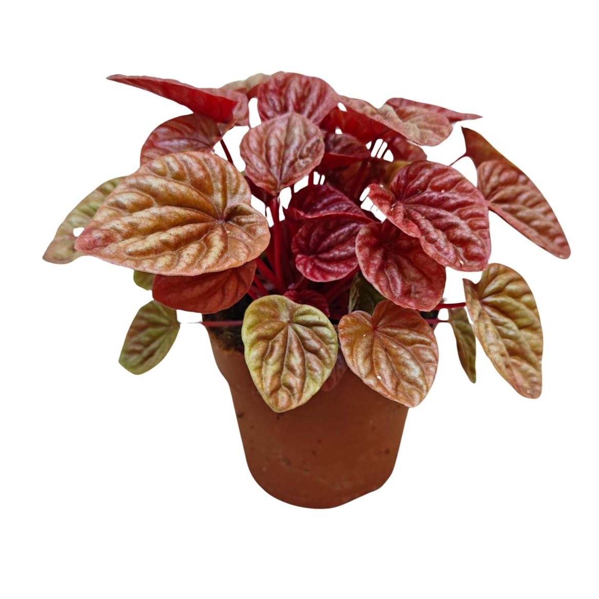 Горшечные цветы и растения оптом Peperomia Caperata Quito от 10шт из Голландии с доставкой по России