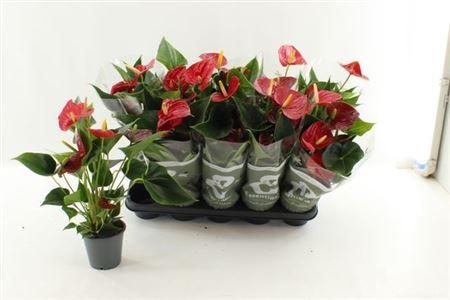 Горшечные цветы и растения оптом Anthu An Success Red 4+ от 10шт из Голландии с доставкой по России