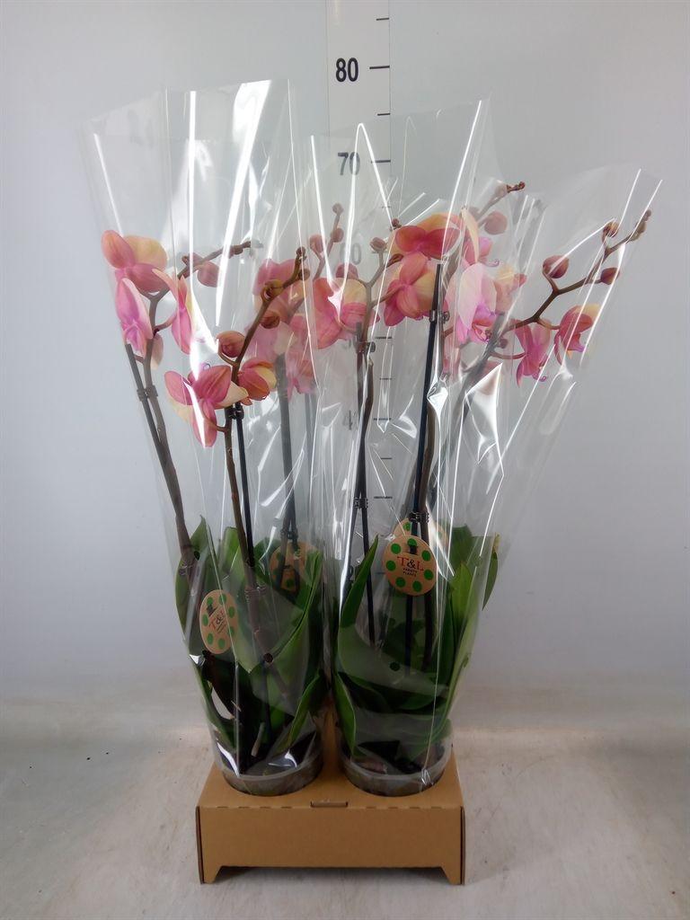 Горшечные цветы и растения оптом Phalaenopsis   ... от 4шт из Голландии с доставкой по России