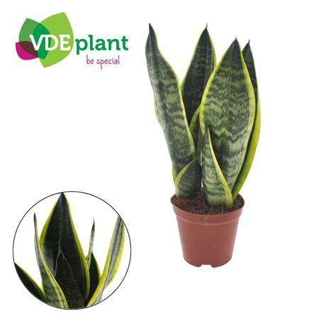 Горшечные цветы и растения оптом Sansevieria Futura Superba от 10шт из Голландии с доставкой по России