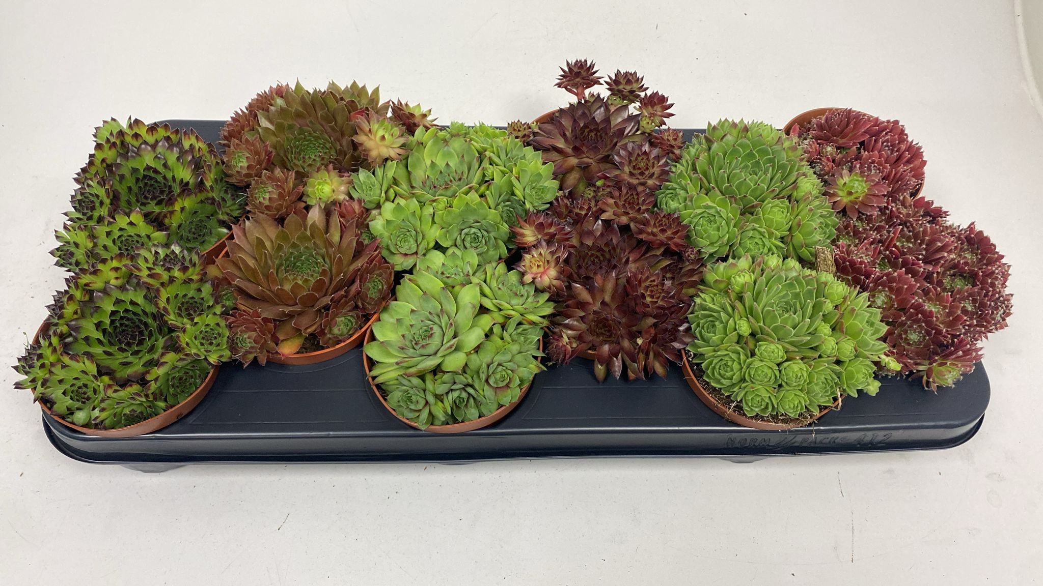 Горшечные цветы и растения оптом Sempervivum Mix от 9шт из Голландии с доставкой по России
