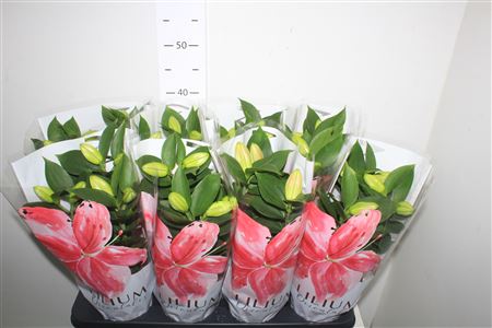 Горшечные цветы и растения оптом Lil Or Souvenir 3 Per Pot от 8шт из Голландии с доставкой по России Горшечные цветы и растения оптом Lil Or Souvenir 3 Per Pot от 8шт из Голландии с доставкой по России