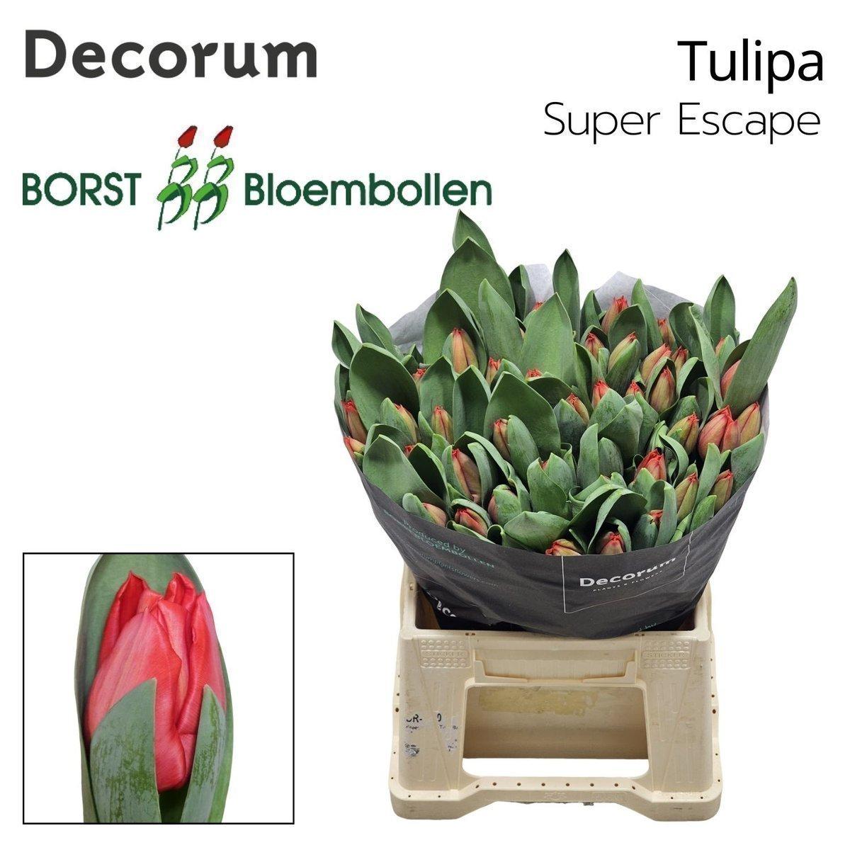 Срезанные цветы оптом Tulipa si super escape от 100шт из Голландии с доставкой по России