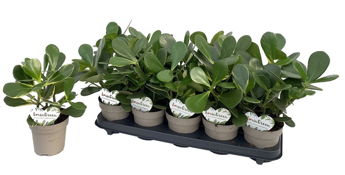 Горшечные цветы и растения оптом Clusia Rosea Variagata от 10шт из Голландии с доставкой по России