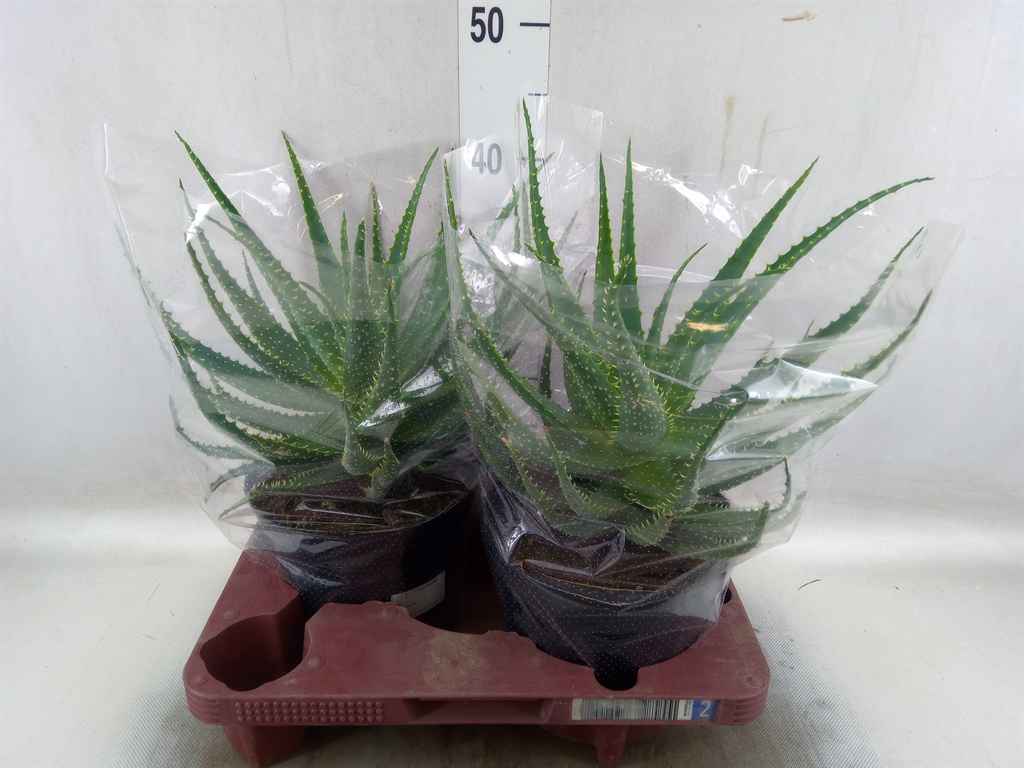 Горшечные цветы и растения оптом Aloe Arborescens от 2шт из Голландии с доставкой по России