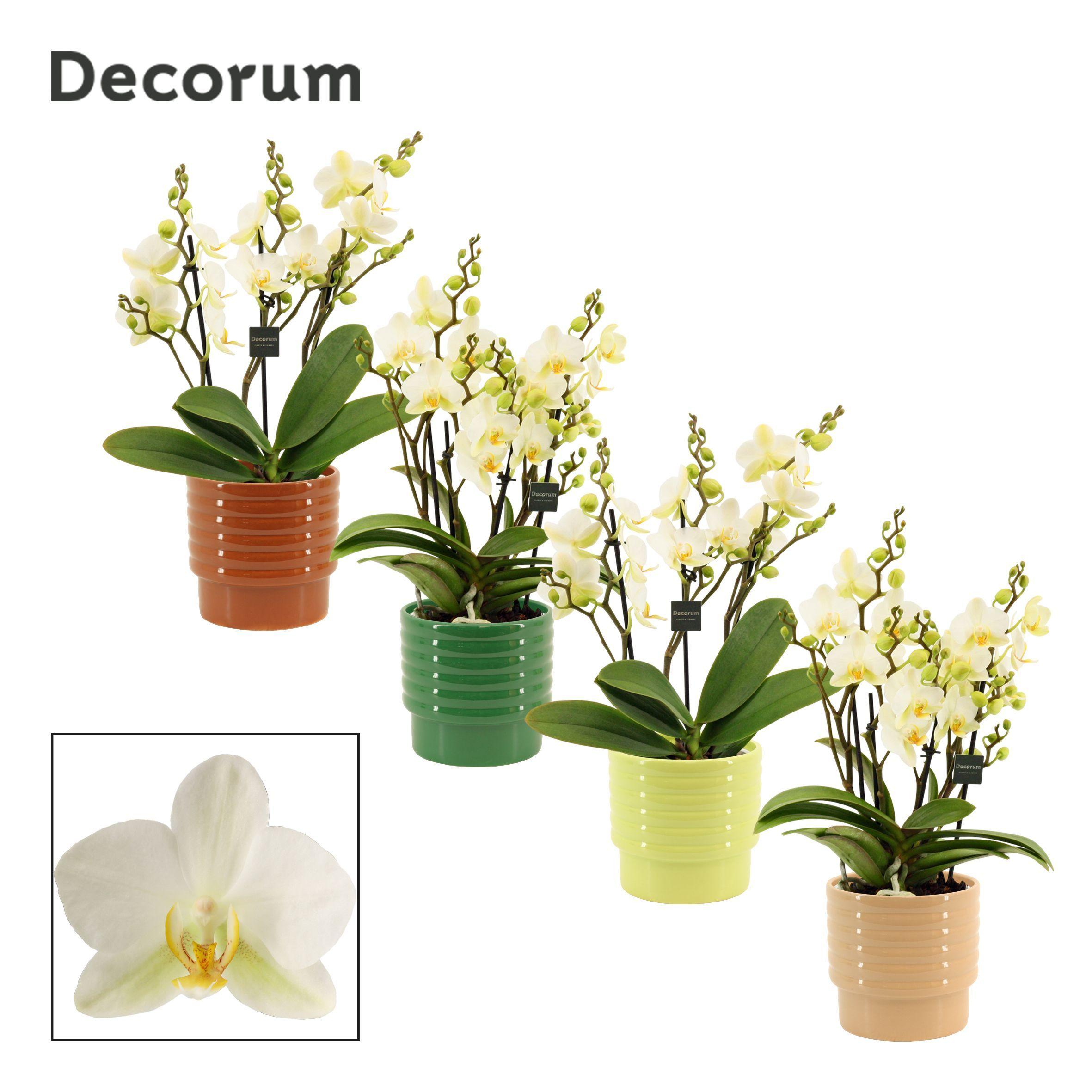 Горшечные цветы и растения оптом Phal Mf An Lausanne от 5шт из Голландии с доставкой по России