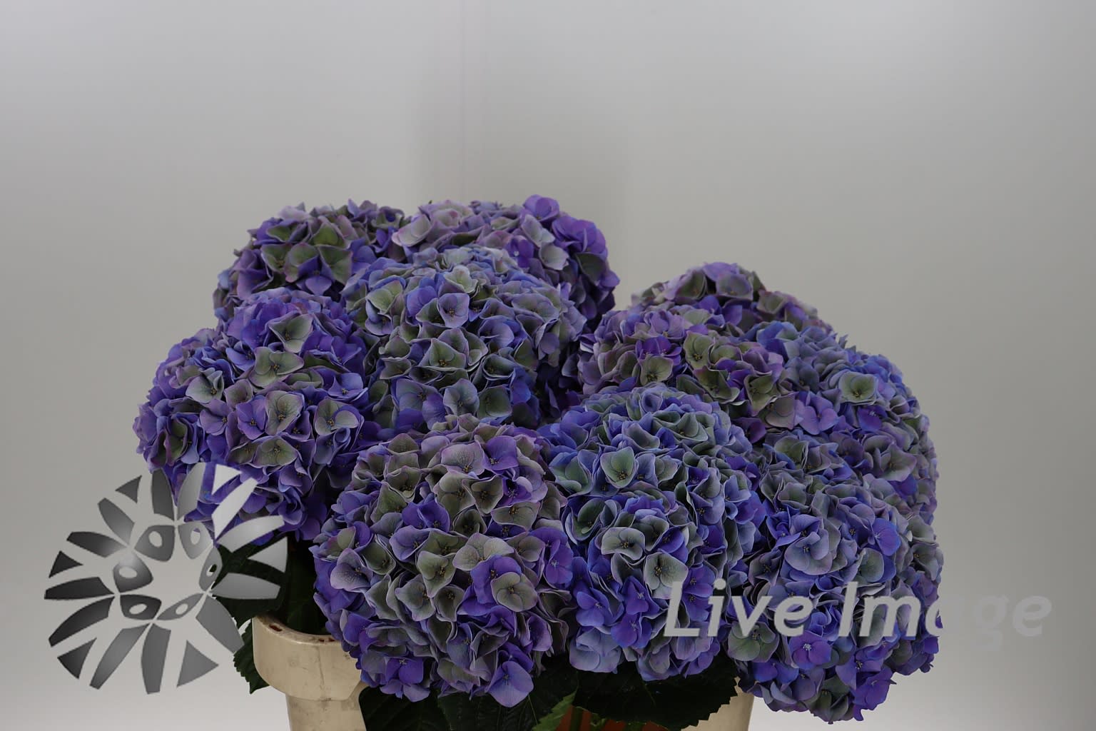 Срезанные цветы оптом Hydrangea my beautiful riviera classic от 10шт.. из Голландии с доставкой по России