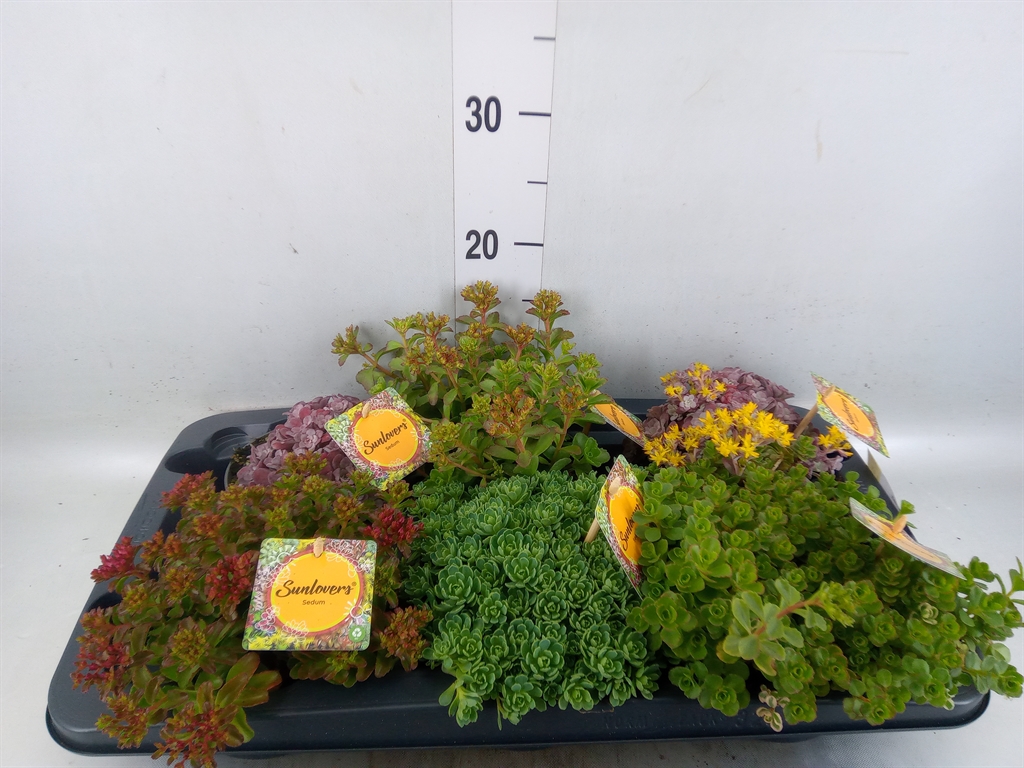 Горшечные цветы и растения оптом Sedum   ...mix от 6шт из Голландии с доставкой по России