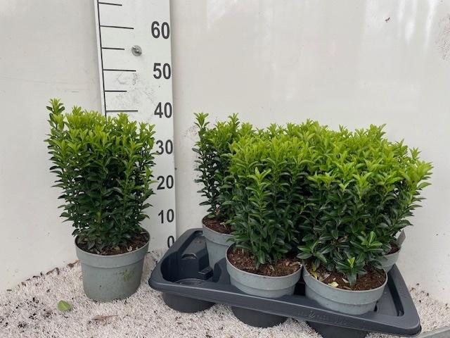 Горшечные цветы и растения оптом Euonymus Ja Gr Spire от 6шт из Голландии с доставкой по России