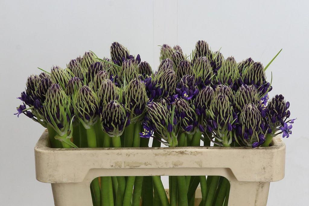 Срезанные цветы оптом Scilla peruviana от 60шт из Голландии с доставкой по России