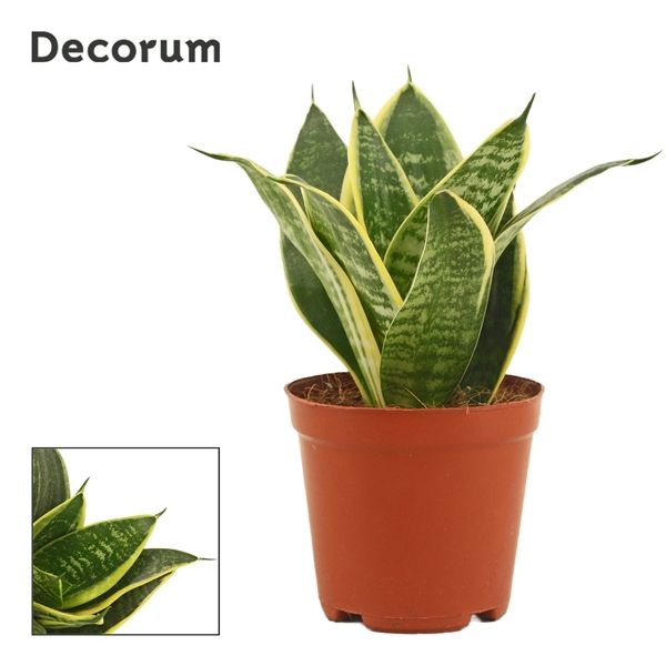 Горшечные цветы и растения оптом Sansevieria Hahnii Super Hahnii (decorum) от 10шт из Голландии с доставкой по России