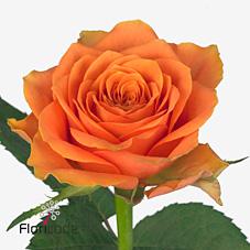 Срезанные цветы оптом Rosa large arancio от 50шт из Голландии с доставкой по России