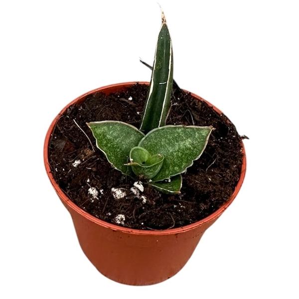Горшечные цветы и растения оптом Sansevieria Prabu от 1шт (для телеги) из Голландии с доставкой по России