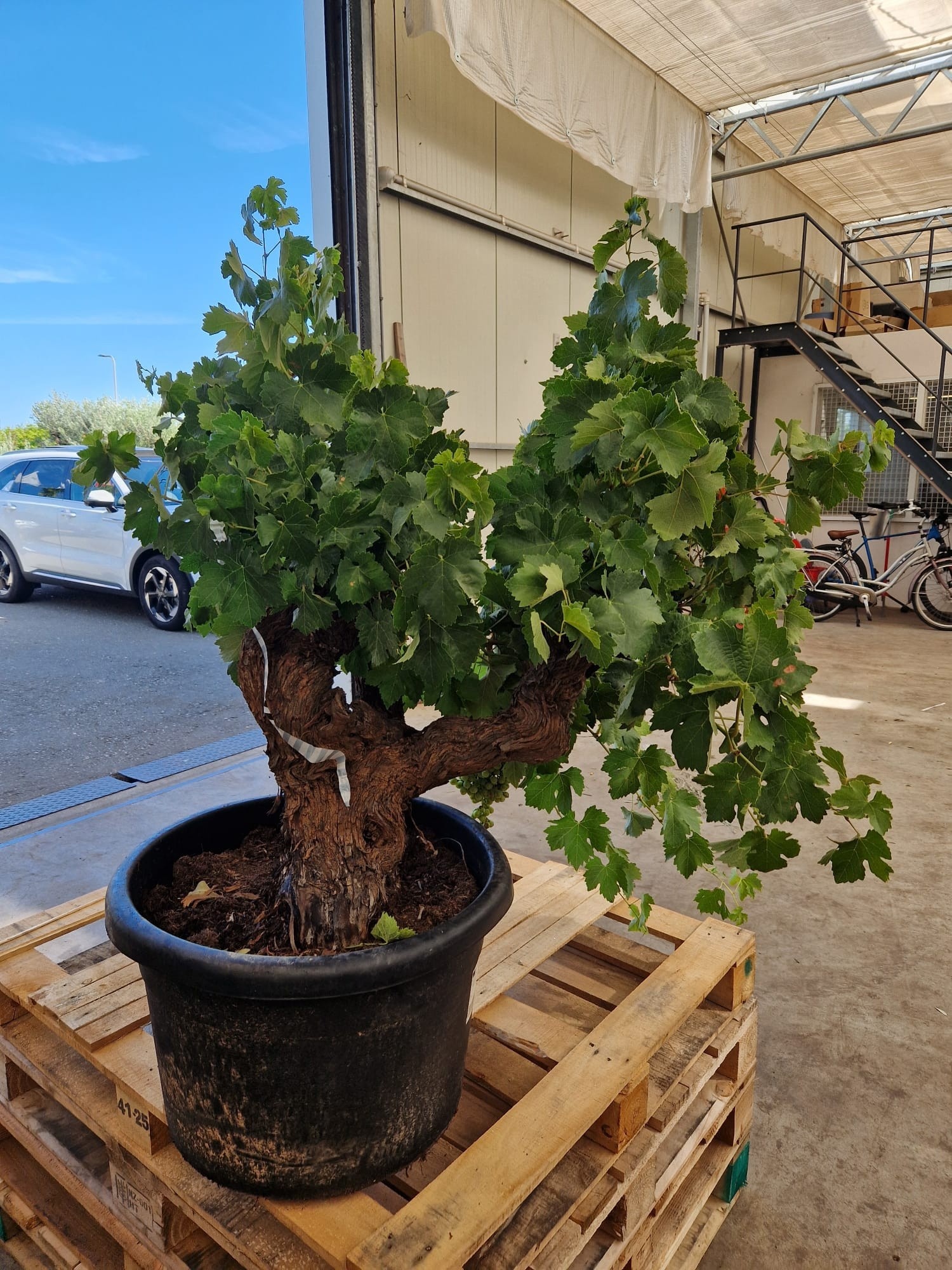 Горшечные цветы и растения оптом Vitis Vinifera от 1шт из Голландии с доставкой по России