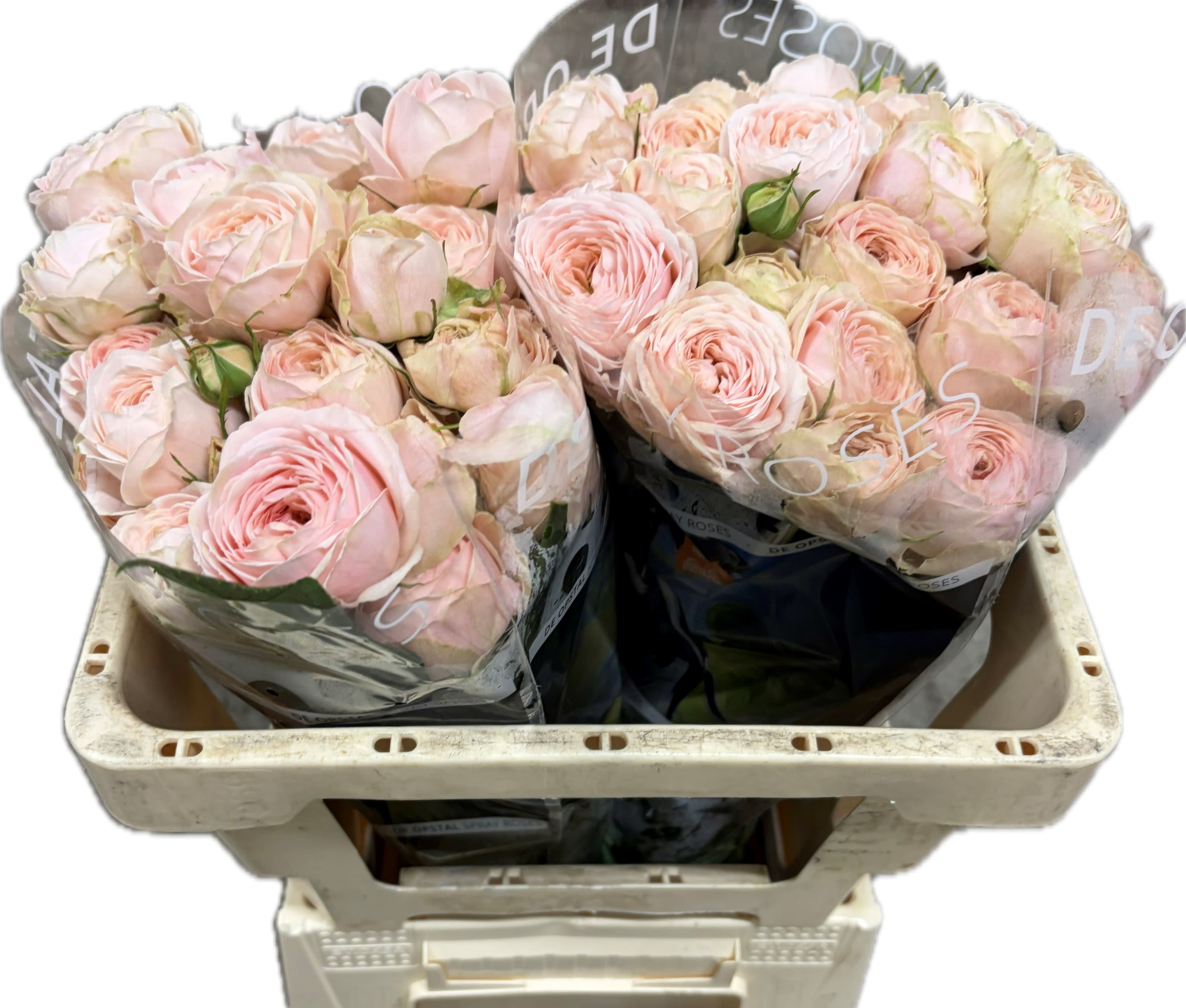 Срезанные цветы оптом Rosa spray silva sweet+ от 20шт из Голландии с доставкой по России