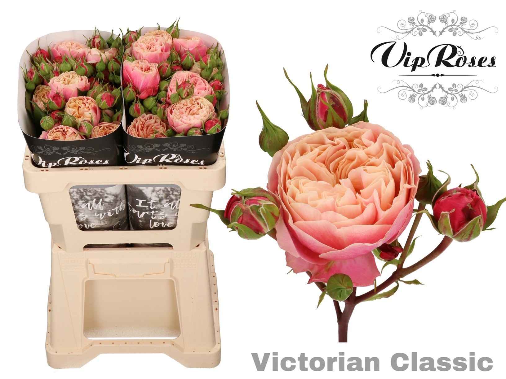 Срезанные цветы оптом Rosa sp victorian classic от 20шт из Голландии с доставкой по России