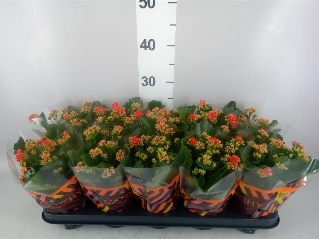Горшечные цветы и растения оптом Kalanchoe Blos. rosdon Amador от 10шт из Голландии с доставкой по России
