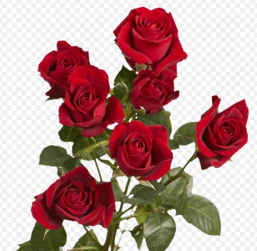 Срезанные цветы оптом Rosa spray (our choice) red от 60шт из Голландии с доставкой по России