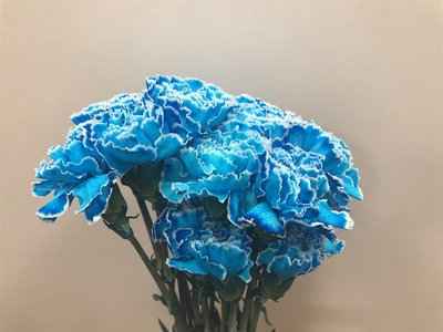 Срезанные цветы оптом Dianthus st paint blue light от 80шт из Голландии с доставкой по России