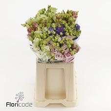 Срезанные цветы оптом Lisianthus do alissa mix in bucket от 80шт из Голландии с доставкой по России
