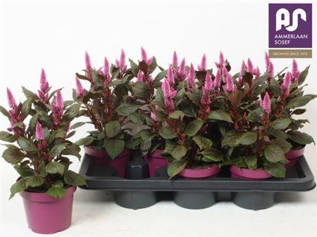 Горшечные цветы и растения оптом Cel Wild Pink от 7шт из Голландии с доставкой по России