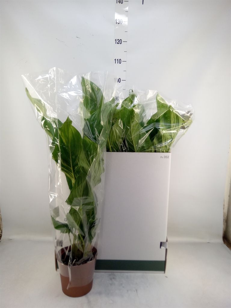 Горшечные цветы и растения оптом Tacca Chantrieri от 6шт из Голландии с доставкой по России