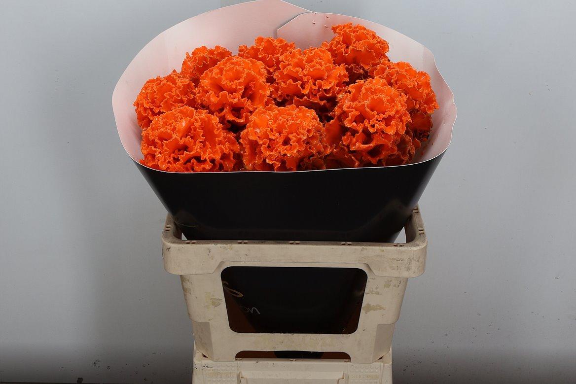 Срезанные цветы оптом Brassica wax orange от 10шт из Голландии с доставкой по России