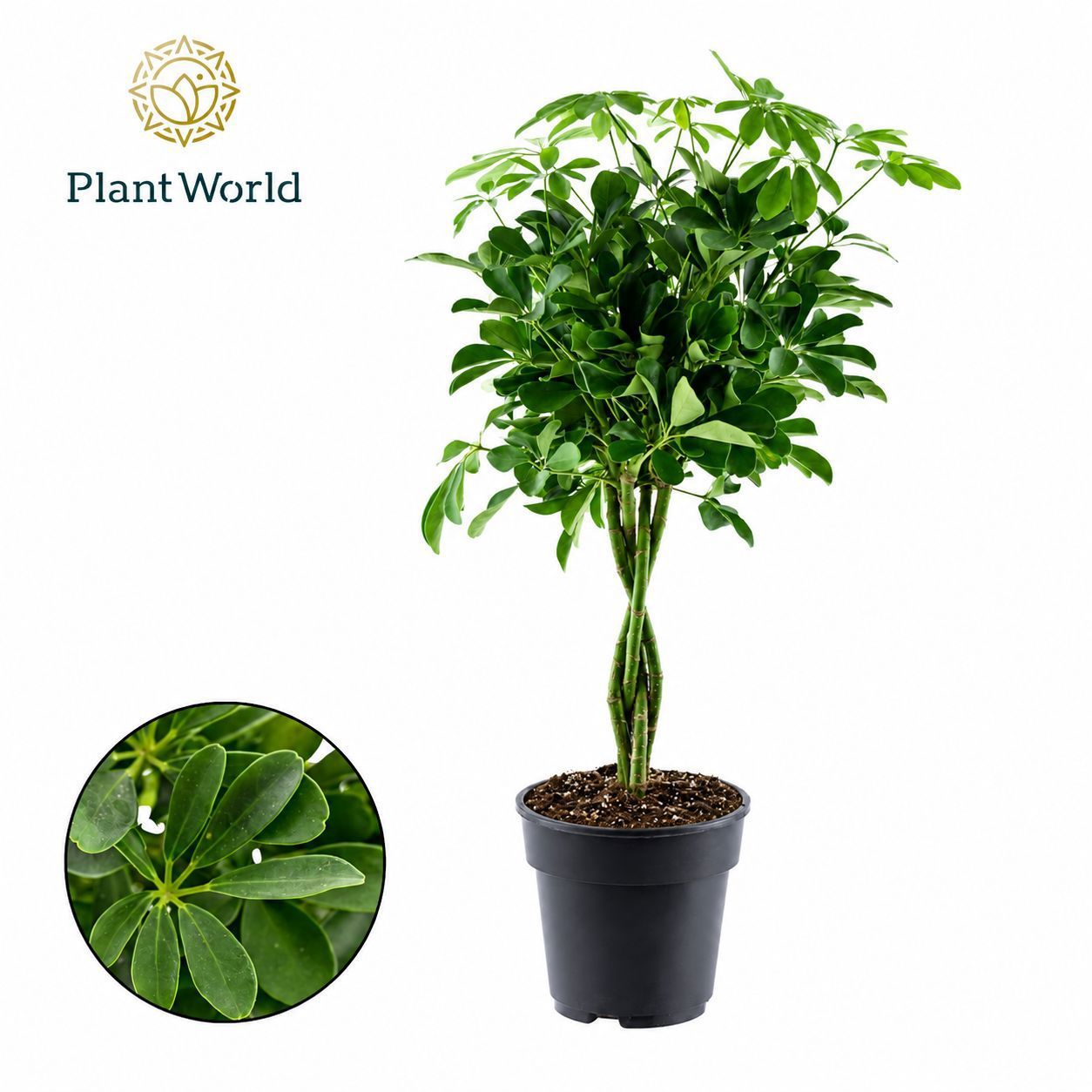 Горшечные цветы и растения оптом Schefflera Compacta Nora Twisted от 3шт из Голландии с доставкой по России