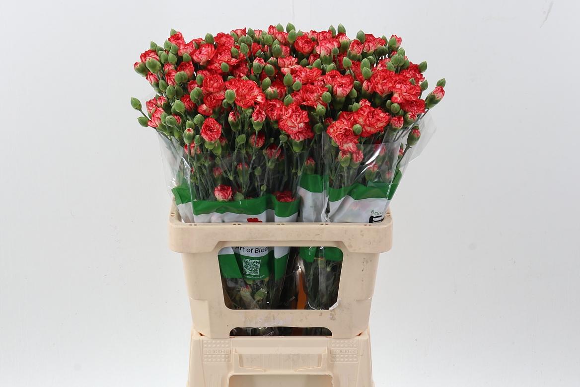 Срезанные цветы оптом Dianthus sp nandi от 100шт из Голландии с доставкой по России