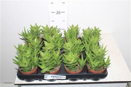 Горшечные цветы и растения оптом Aloe Squarosa от 12шт (для телеги) из Голландии с доставкой по России