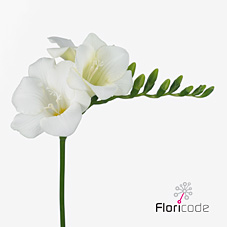 Срезанные цветы оптом Freesia si wonderful white от 100шт из Голландии с доставкой по России