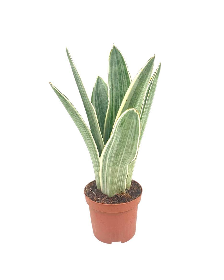 Горшечные цветы и растения оптом Sansevieria Metallica 9 Cm от 18шт (для телеги) из Голландии с доставкой по России