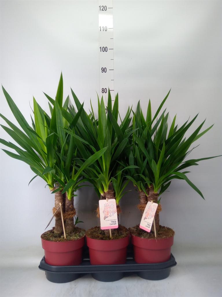 Горшечные цветы и растения оптом Yucca Elephantipes   ... от 3шт из Голландии с доставкой по России