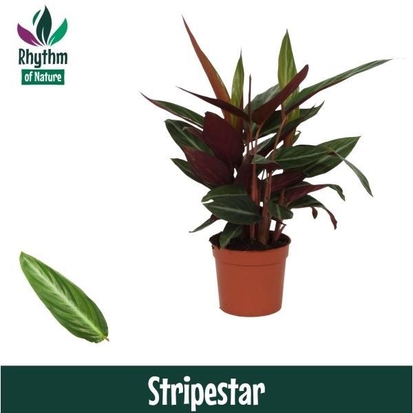 Горшечные цветы и растения оптом Calathea Stripestar Rhythm Of Nature от 10шт из Голландии с доставкой по России