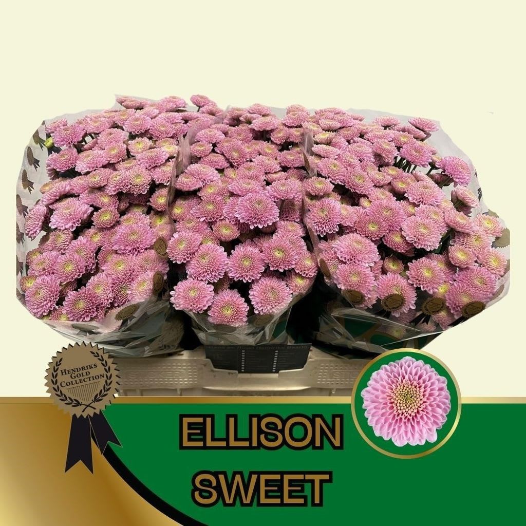 Срезанные цветы оптом Chrys sa ellison sweet от 75шт из Голландии с доставкой по России