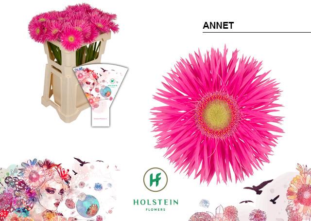 Срезанные цветы оптом Gerbera gerspider anne от 40шт из Голландии с доставкой по России