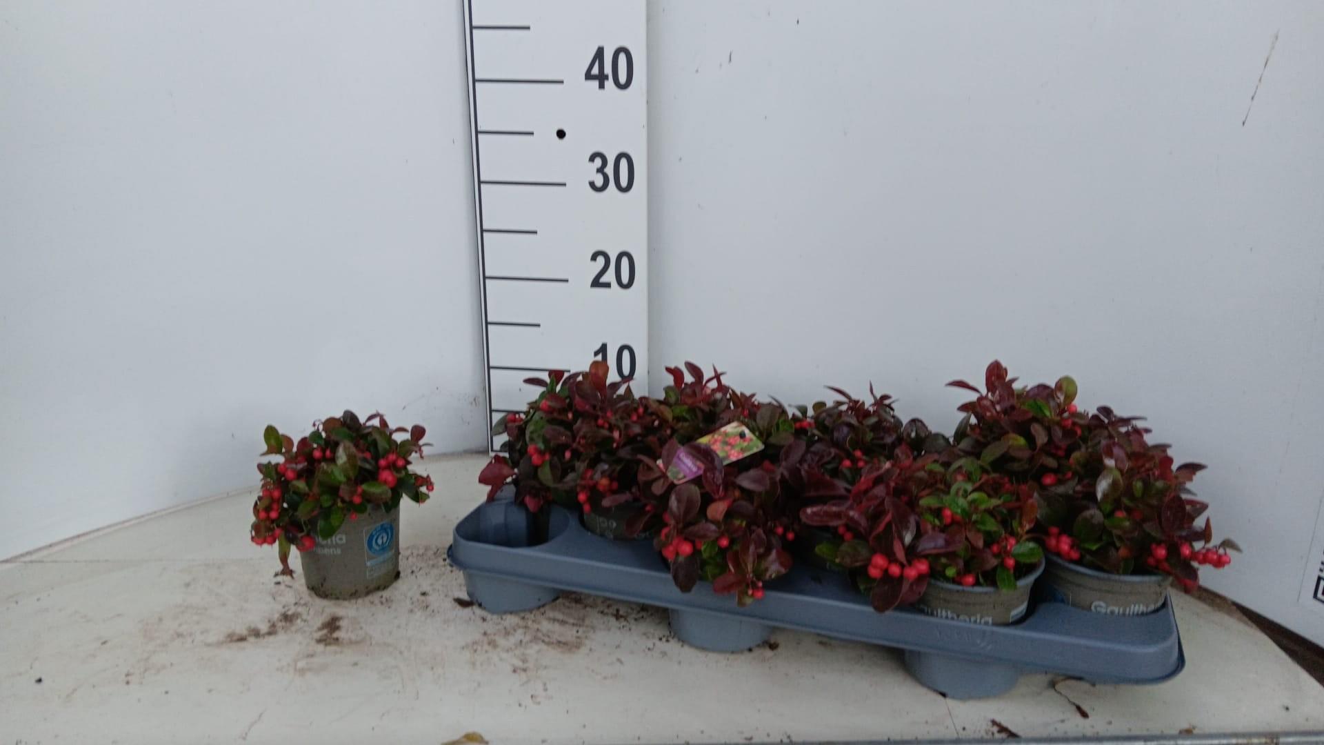 Горшечные цветы и растения оптом Gaulth Procumbens от 12шт из Голландии с доставкой по России